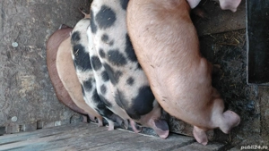 purcei de vânzare  - imagine 3