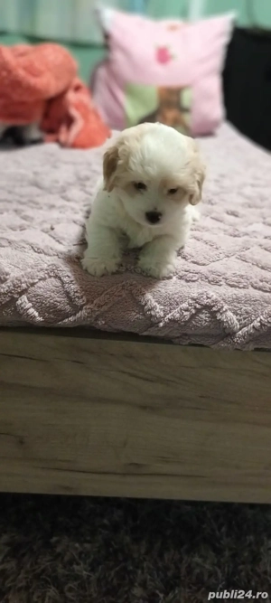 De vinzare bison maltez baietel 