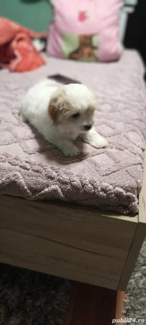 De vinzare bison maltez baietel  - imagine 2