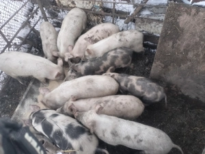 Șoldani de vânzare 