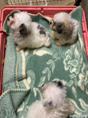 catelusi bishon  - imagine 3