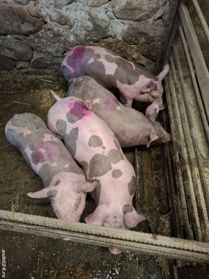 purcei pietrain 9 saptamani 