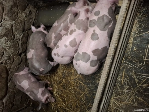 purcei pietrain 9 saptamani  - imagine 2