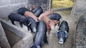 vand porci  - imagine 2