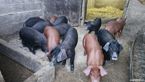 vand porci  - imagine 3