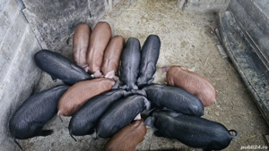 vand porci  - imagine 4