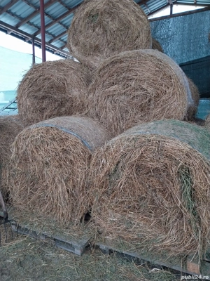 Baloti de fan telina rotunzi 