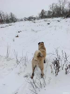 Mascul Kangal 