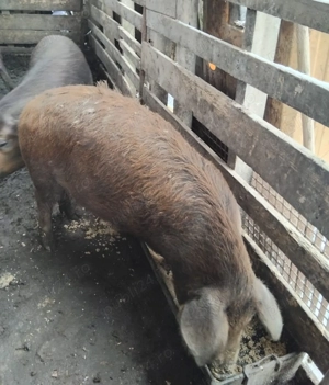 Vând grasune purcele gestante  de 3 luni - imagine 4