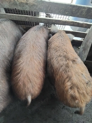 Vând grasune purcele gestante  de 3 luni - imagine 5