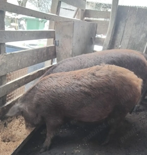 Vând grasune purcele gestante  de 3 luni - imagine 2