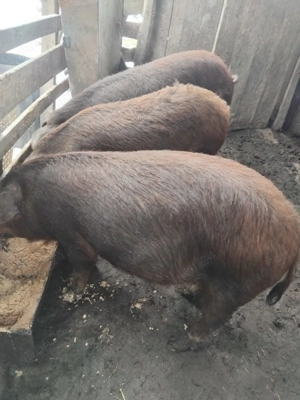 Vând grasune purcele gestante  de 2 luni