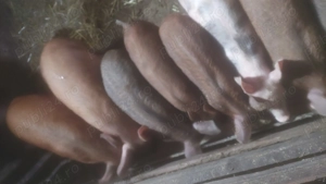 Vand purcei mangalita cu duroc au 11 saptamani - imagine 2