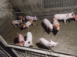 Purcei -Șoldani  - imagine 2