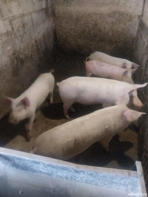 Purcei -Șoldani  - imagine 4