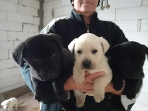 Catei Labrador Retriver