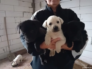 Catei Labrador Retriver - imagine 3