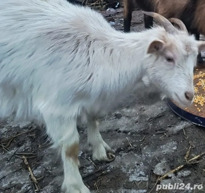 Tap alpin francez , capra prima fatare metis alpin -saanen - imagine 4