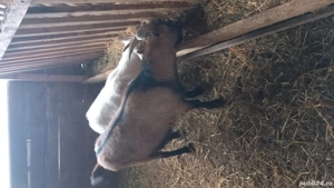 Tap alpin francez , capra prima fatare metis alpin -saanen - imagine 5