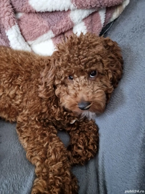 Bună! Eu sunt viitorul tău cel mai bun prieten și te-am așteptat exact un an!  - imagine 2