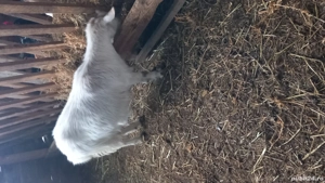 Tap alpin francez , capra prima fatare metis alpin -saanen - imagine 3