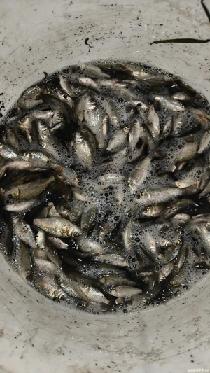 puiet de caras si crap pentru populare iazuri si balti Momeala vie pentru pescuit la rapitor - imagine 3