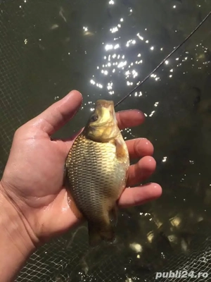 puiet de caras si crap pentru populare iazuri si balti Momeala vie pentru pescuit la rapitor - imagine 2