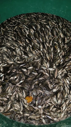 puiet de caras si crap pentru populare iazuri si balti Momeala vie pentru pescuit la rapitor - imagine 4