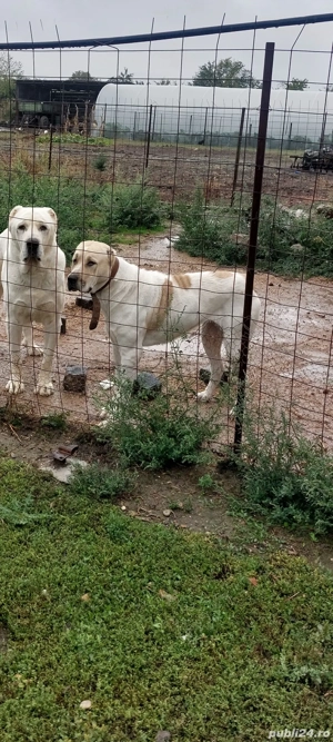Ciobănesc de Asia Centrală 