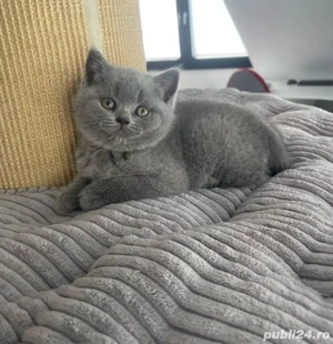 British Shorthair blue  - imagine 2