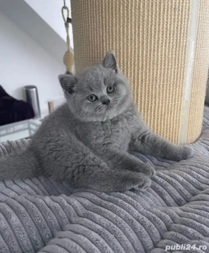 British Shorthair blue  - imagine 3