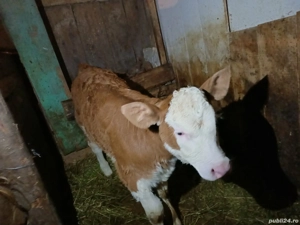 Vițică Bălțată românească !!