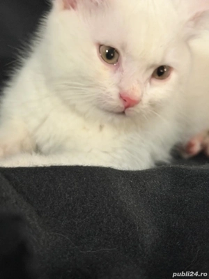 British shorthair alb 1200 lei - imagine 3