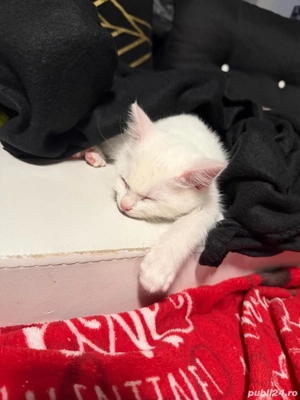 British shorthair alb 1200 lei - imagine 2