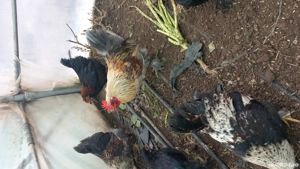 Disponibili cocosi pitici deparazitati si vaccinati  - imagine 2