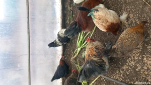 Disponibili cocosi pitici deparazitati si vaccinati  - imagine 3