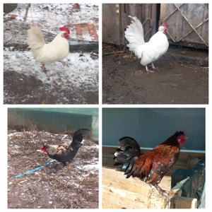 Disponibili cocosi pitici deparazitati si vaccinati  - imagine 5