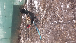 Disponibili cocosi pitici deparazitati si vaccinati  - imagine 4