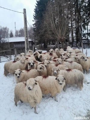 Vand oi turcane de tinut