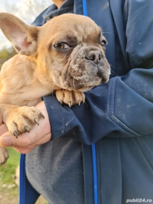 de vinzare - imagine 2