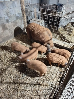 Purcei mangalita  - imagine 2