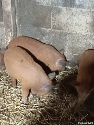 Purcei mangalita  - imagine 3