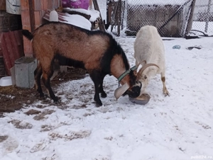 Disponibil țap anglonubian foarte cuminte și bun de montă - imagine 4