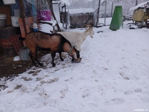 Disponibil țap anglonubian foarte cuminte și bun de montă - imagine 3