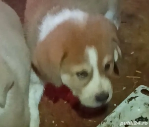 Ciobanesc asia centrala  - imagine 4