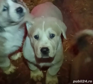 Ciobanesc asia centrala  - imagine 5