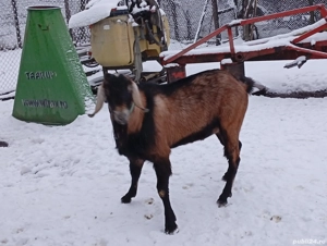 Disponibil țap anglonubian foarte cuminte și bun de montă - imagine 2