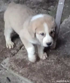 Ciobanesc asia centrala  - imagine 3