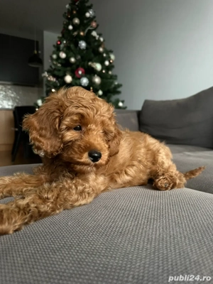 pudel toy mascul - imagine 2