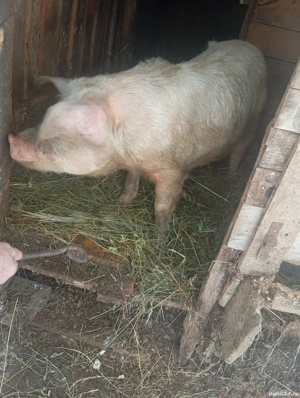 Vând o scrofă de 70kg la 1000 de lei negociabil mai multe detalii in privat  - imagine 2